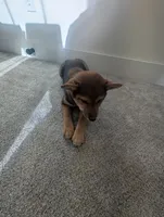 Lucy, a female Shiba Inu for sale in Richfield, UT – Photo 3 of 4