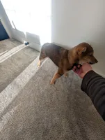 Lucy, a female Shiba Inu for sale in Richfield, UT – Photo 4 of 4