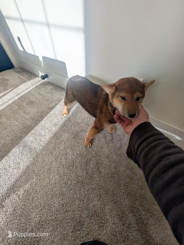 Lucy – Shiba Inu puppy for sale in Richfield, UT