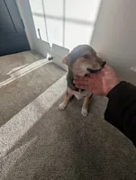 Koda, a male Shiba Inu for sale in Richfield, UT – Photo 1 of 4