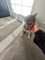 Koda, a male Shiba Inu for sale in Richfield, UT – Photo 4 of 4