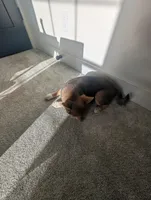 Koda, a male Shiba Inu for sale in Richfield, UT – Photo 3 of 4