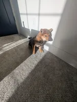 Koda, a male Shiba Inu for sale in Richfield, UT – Photo 2 of 4