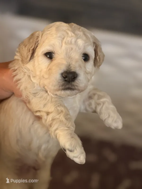 Oak – Miniature Goldendoodle puppy for sale in Kaufman, TX