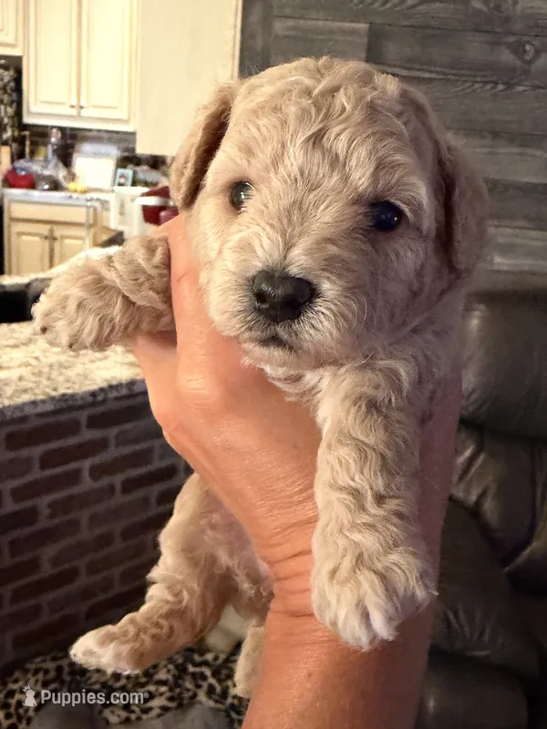 Blakely – Miniature Goldendoodle puppy for sale in Kaufman, TX