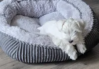 Lilly, a female Miniature Schnauzer for sale in Bartlesville, OK – 2 of 4