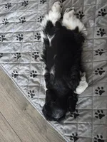 JR, a male Miniature Schnauzer for sale in Bartlesville, OK – 4 of 5
