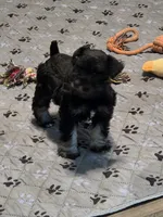 Cody, a male Miniature Schnauzer for sale in Bartlesville, OK – 2 of 6