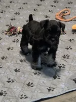 Cody, a male Miniature Schnauzer for sale in Bartlesville, OK – 4 of 6