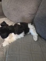 James, a male Miniature Schnauzer for sale in Bartlesville, OK – 4 of 4