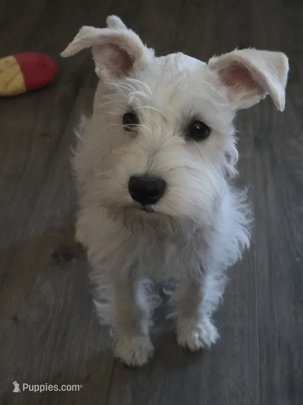 Lizzy – Miniature Schnauzer puppy for sale in Bartlesville, OK