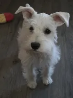 Lizzy, a female Miniature Schnauzer for sale in Bartlesville, OK – 1 of 3