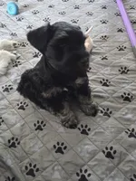 Cody, a male Miniature Schnauzer for sale in Bartlesville, OK – 5 of 6