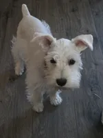 Lizzy, a female Miniature Schnauzer for sale in Bartlesville, OK – 2 of 3
