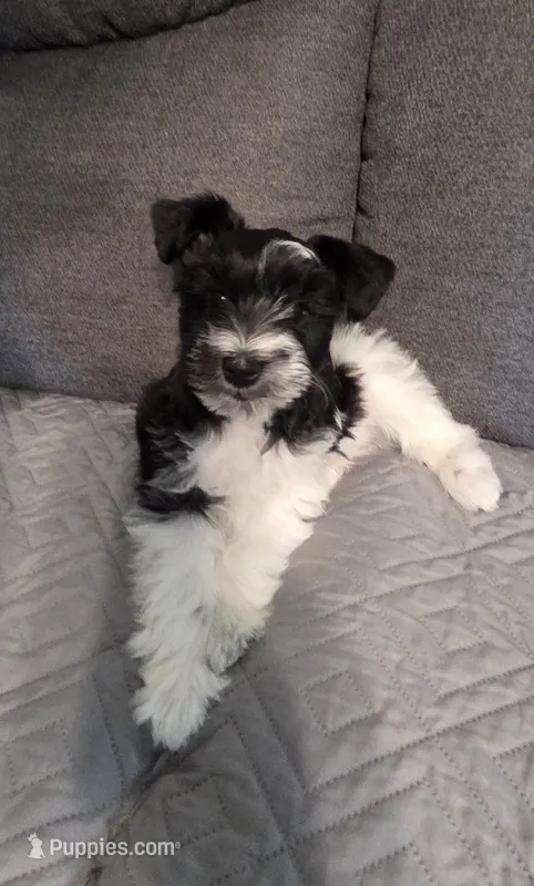 James – Miniature Schnauzer puppy for sale in Bartlesville, OK