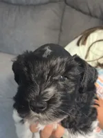 JR, a male Miniature Schnauzer for sale in Bartlesville, OK – 2 of 5
