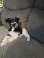 James, a male Miniature Schnauzer for sale in Bartlesville, OK – 3 of 4