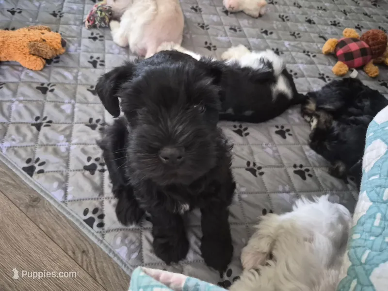 Adam – Miniature Schnauzer puppy for sale in Bartlesville, OK