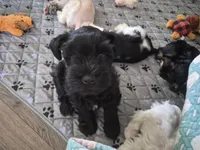 Adam, a male Miniature Schnauzer for sale in Bartlesville, OK – 1 of 5