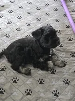 Cody, a male Miniature Schnauzer for sale in Bartlesville, OK – 3 of 6