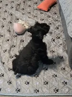 Adam, a male Miniature Schnauzer for sale in Bartlesville, OK – 2 of 5