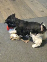 TINY, a female Miniature Schnauzer for sale in Bartlesville, OK – Photo 1 of 3