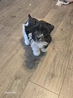 TINY, a female Miniature Schnauzer for sale in Bartlesville, OK – Photo 2 of 3