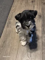 TINY, a female Miniature Schnauzer for sale in Bartlesville, OK – Photo 3 of 3