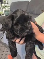 Adam, a male Miniature Schnauzer for sale in Bartlesville, OK – 5 of 5