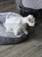 Lilly, a female Miniature Schnauzer for sale in Bartlesville, OK – 3 of 4