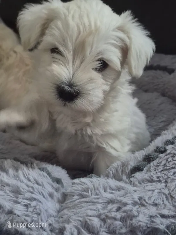 Lilly – Miniature Schnauzer puppy for sale in Bartlesville, OK