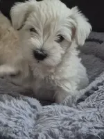 Lilly, a female Miniature Schnauzer for sale in Bartlesville, OK – 1 of 4