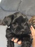 Adam, a male Miniature Schnauzer for sale in Bartlesville, OK – 4 of 5
