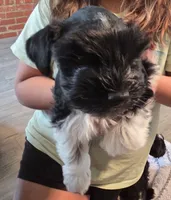 JR, a male Miniature Schnauzer for sale in Bartlesville, OK – 1 of 5