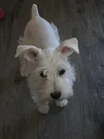 Lizzy, a female Miniature Schnauzer for sale in Bartlesville, OK – 3 of 3