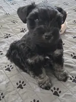 Cody, a male Miniature Schnauzer for sale in Bartlesville, OK – 6 of 6