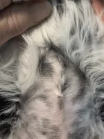 JR, a male Miniature Schnauzer for sale in Bartlesville, OK – 3 of 5