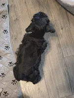 Adam, a male Miniature Schnauzer for sale in Bartlesville, OK – 3 of 5
