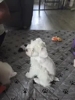 Lilly, a female Miniature Schnauzer for sale in Bartlesville, OK – 4 of 4