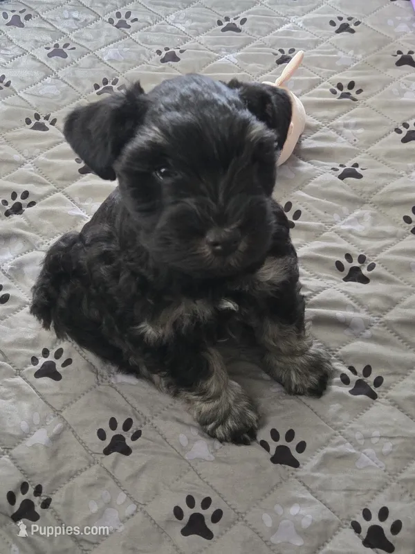 Cody – Miniature Schnauzer puppy for sale in Bartlesville, OK
