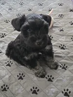 Cody, a male Miniature Schnauzer for sale in Bartlesville, OK – 1 of 6
