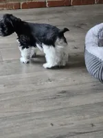 JR, a male Miniature Schnauzer for sale in Bartlesville, OK – 5 of 5