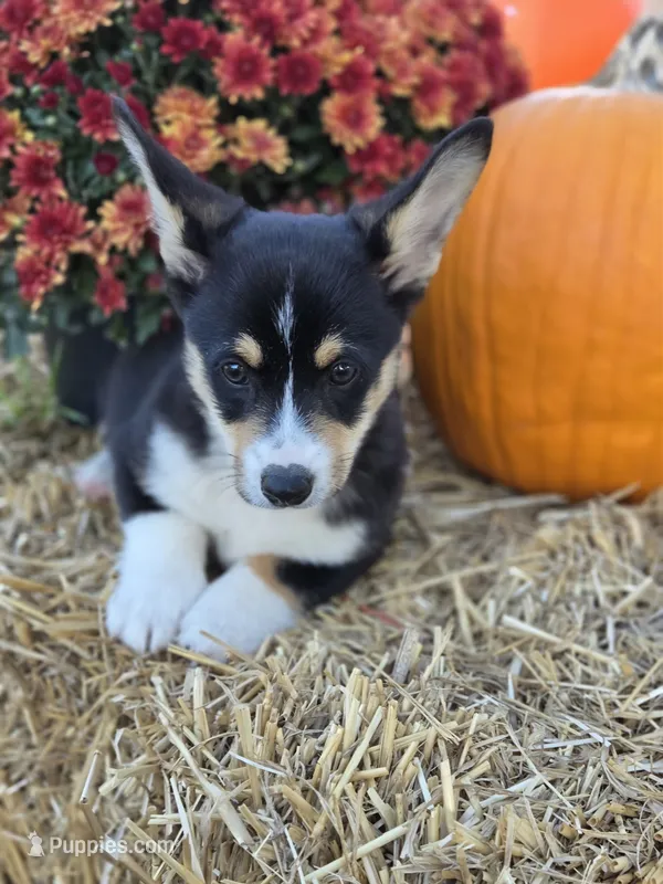 Lucy – Pembroke Welsh Corgi puppy for sale in Opdyke, IL