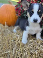 Benji, a male Pembroke Welsh Corgi for sale in Opdyke, IL – 3 of 5