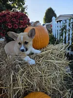 Elmer, a male Pembroke Welsh Corgi for sale in Opdyke, IL – 1 of 2