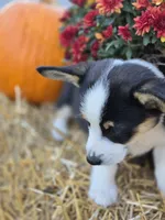 Benji, a male Pembroke Welsh Corgi for sale in Opdyke, IL – 2 of 5