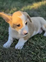 George, a male Pembroke Welsh Corgi for sale in Opdyke, IL – 3 of 3