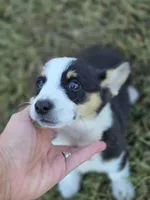 Benji, a male Pembroke Welsh Corgi for sale in Opdyke, IL – 4 of 5