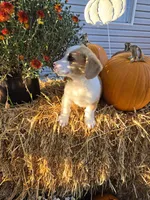 George, a male Pembroke Welsh Corgi for sale in Opdyke, IL – 2 of 3