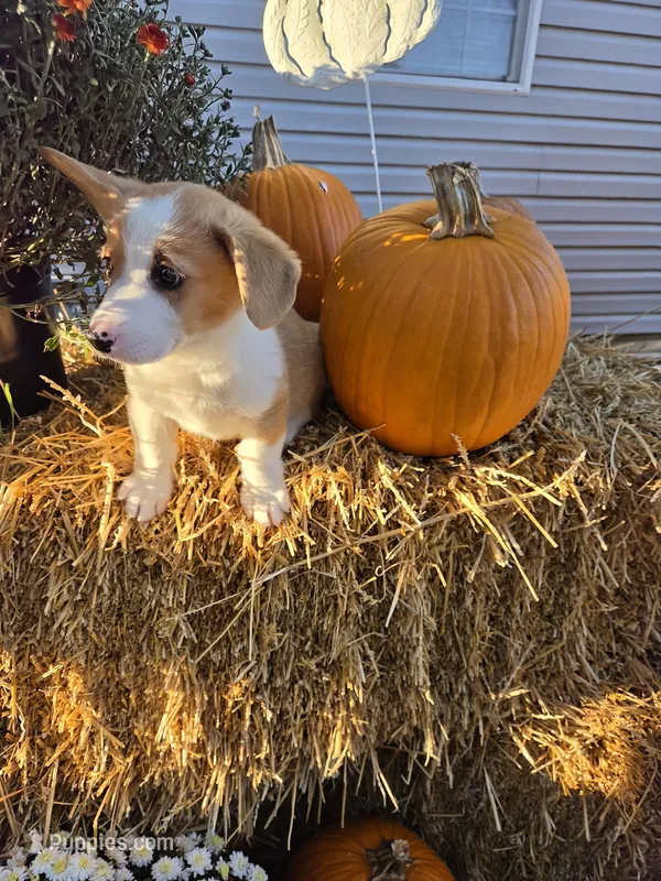 George – Pembroke Welsh Corgi puppy for sale in Opdyke, IL